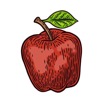 Vintage retro fresh red apple isolated vector illustration on a white background. Design element.