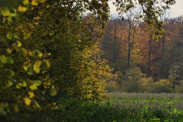 rural fall landscape with forest 
