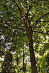 Fototapeta premium Colossal and Majestic trees in the forest