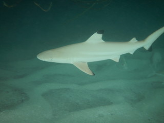 Fototapeta premium Hai