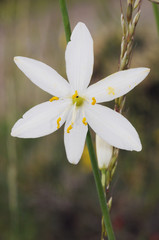 Anthericum liliago St Bernards lily lovely white flower of the family Liliaceae with cerulean-like petals