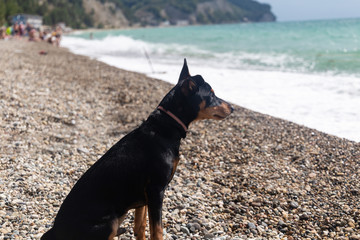Seascape with a dog.