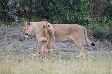 Lion cub playing with lioness