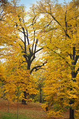 Fototapeta premium Beautiful fall landscape with yellow trees and leaves. Colorful autumn foliage with falling leaves.