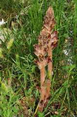 Orobanche cf latisquama broomrape parasitic plant with dark red flowers and deep yellow stamens
