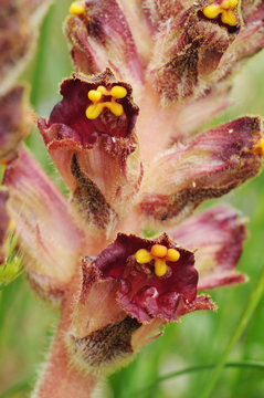 Orobanche cf latisquama broomrape parasitic plant with dark red flowers and deep yellow stamens