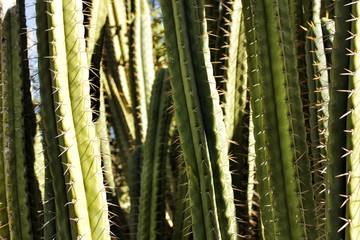 Green cactus texture in the garden under the sun