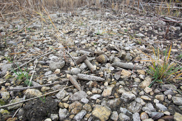 Scattering of fossils of the bottom of the ancient sea including belemnites on the shore of a reservoir in Russia.