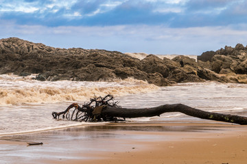 Tree trunk died on a beach