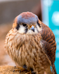portrait of an american kestrel