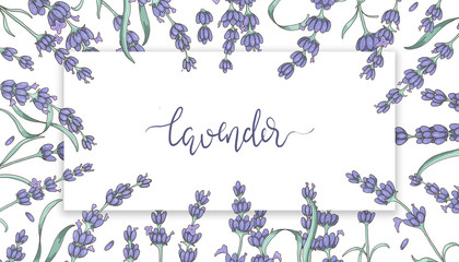Rectangle frame with lavender flowers and lettering: lavender. Beautiful banner for packaging design or page with copy space. 