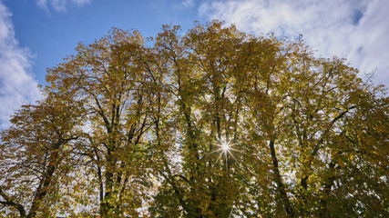 Alberi e foglie autunnali e sole a stella