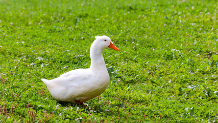 Naklejka na ściany i meble white duck walking on a grassy hill
