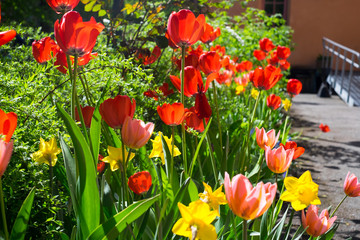 Obraz premium Red and yellow tulips in full bloom springtime. Sunshine and green background.