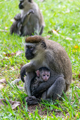 Vervet monkey (Chlorocebus pygerythrus) with newborn baby, Entebbe, Uganda