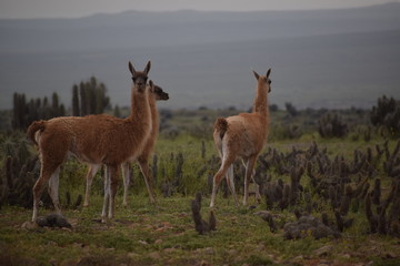 Guanaco