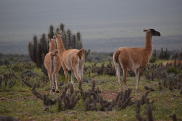 Guanacos