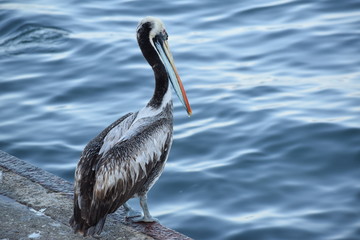 Pelican