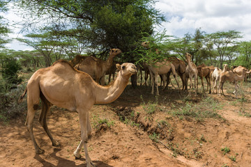 A herd of camels (Camelus dromedarius) on a eating Acacia tree leaves, Kajiado County, Kenya