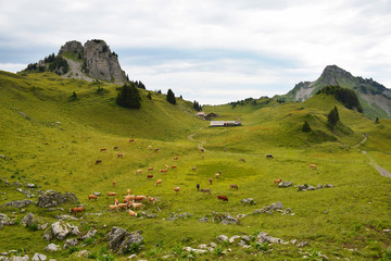Fototapeta na wymiar Swiss Valley Filled with Tons of Cows, Swiss Alps