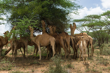 Naklejka na ściany i meble A herd of camels (Camelus dromedarius) on a eating Acacia tree leaves, Kajiado County, Kenya