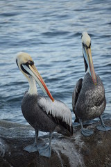 pelicans