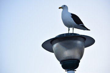 seagull