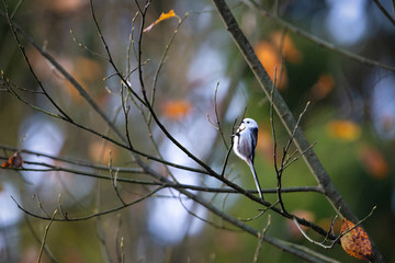 Longtailed.-tit hanging on a branch