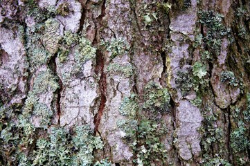 Baumrinde mit Moos