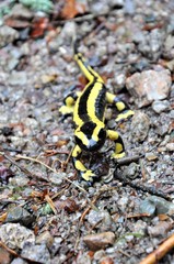 Feuersalamander