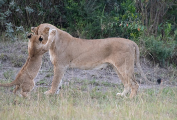 Naklejka premium Lion cub with mom