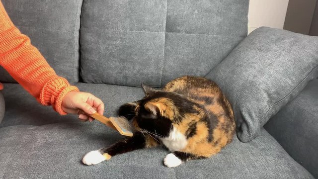 cat sits on a gray sofa and bites, a woman who combes her hair, the concept of pet care