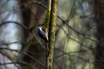 Eurasian nuthatch on a tree