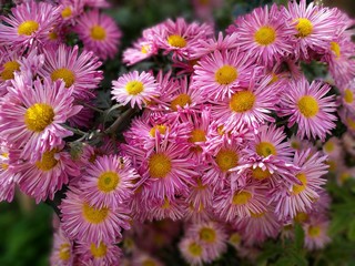 flowers in the garden,chrysanthemum,pink white,beauty,petal,nature