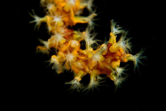 Yellow cnidarian coral with black background