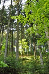 Fototapeta premium Sommerwald