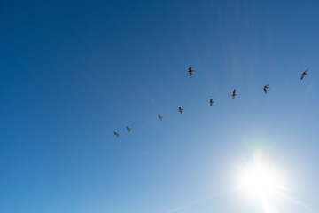 Flying Pelicans