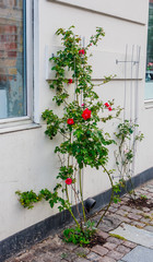 Fototapeta na wymiar Rose bush on the street. Copenhagen, Denmark