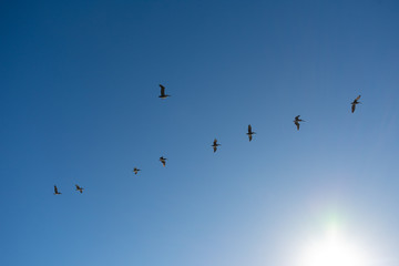 Flying Pelicans