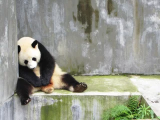 Gardinen Panda Trauriger, einsamer und schlafender Pandabär, der in einem konkreten geschlossenen Stift sitzt, Chengdu, China  © Andy