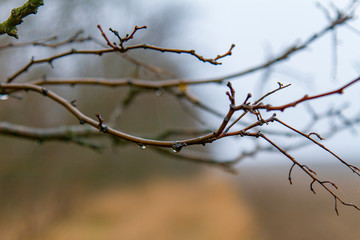  tree with dew drops