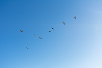 Flying Pelicans