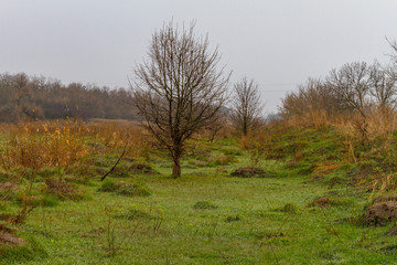 Lonely tree in the steppe, near a plowed field