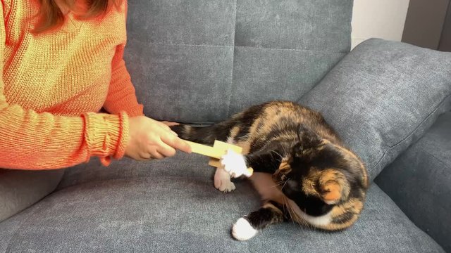 cat sits on a gray sofa and bites, a woman who combes her hair, the concept of pet care