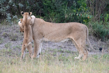Lion cub playing with mum