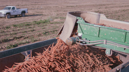 Carrot-picking machine dumping carrots into truck