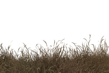 dry grass  isolated on white background,