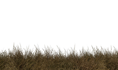 dry grass  isolated on white background,