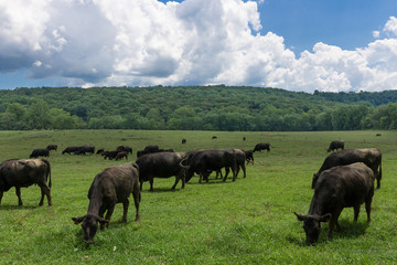 A herd of cattle grazes on a summer day