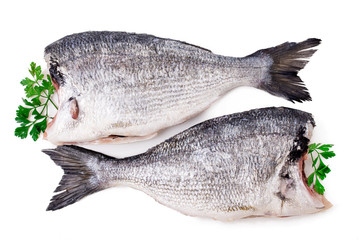 fresh sea bream fish isolated on white background